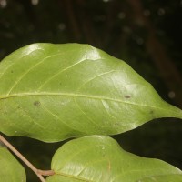 Hopea brevipetiolaris (Thwaites ex Trimen) P.S.Ashton